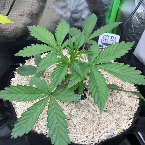 Papaya Dragon Auto - by Killicz growlog timeline photo