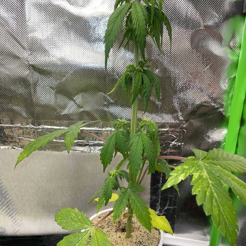 Mimosa Auto - Solo Cup Test 4 - by Killicz growlog timeline photo