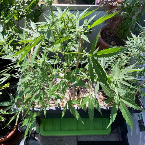 Ganja Runtz Auto - by KilliczGe  growlog timeline photo