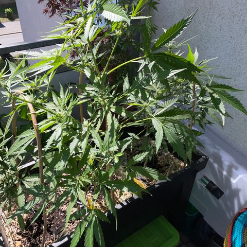 Ganja Runtz Auto - by KilliczGe  growlog timeline photo