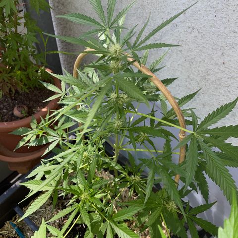 Ganja Runtz Auto - by KilliczGe  growlog timeline photo