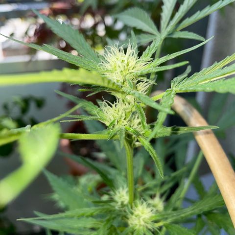 Ganja Runtz Auto - by KilliczGe  growlog timeline photo
