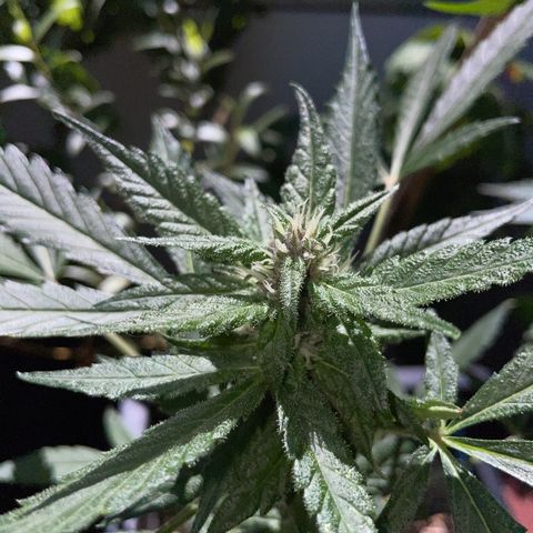 Purple Cookies XL Auto - by KilliczGe  growlog timeline photo