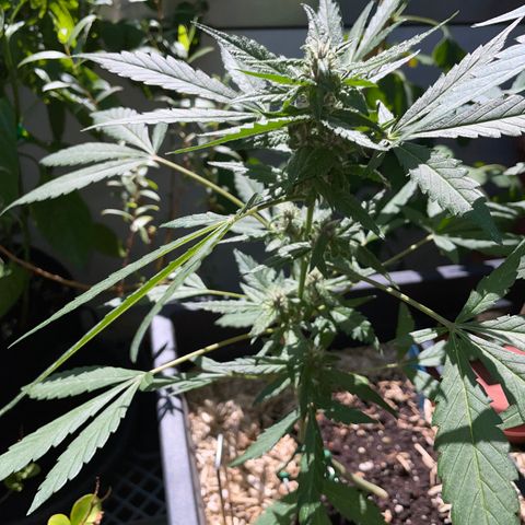 Purple Cookies XL Auto - by KilliczGe  growlog timeline photo