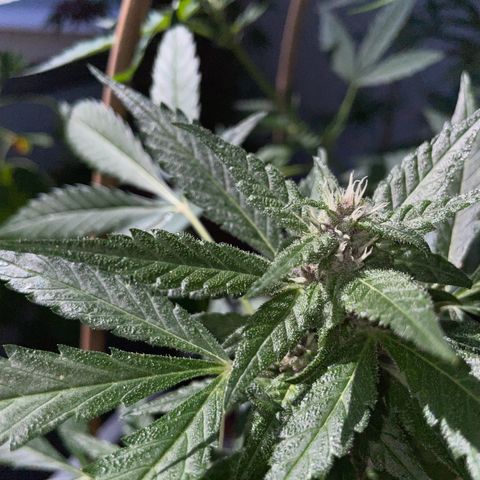 Purple Cookies XL Auto - by KilliczGe  growlog timeline photo