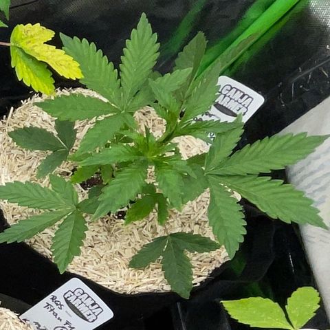 Papaya Dragon Auto - by Killicz growlog timeline photo
