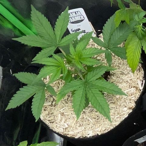 Ganja Runtz Auto - by Killicz growlog timeline photo