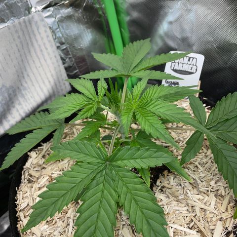 Ganja Runtz Auto - by Killicz growlog timeline photo