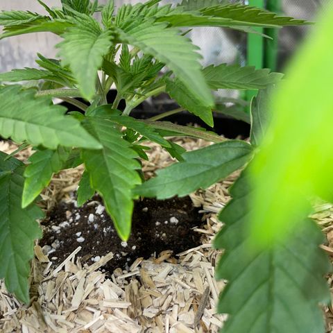 Ganja Runtz Auto - by Killicz growlog timeline photo