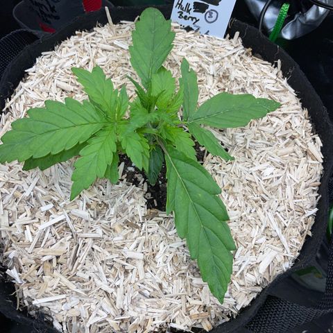 HulkBerry Automatic - by Killicz growlog timeline photo