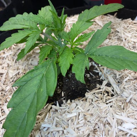 HulkBerry Automatic - by Killicz growlog timeline photo