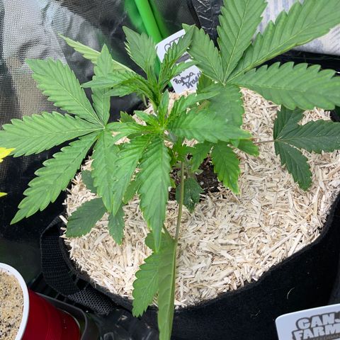 Papaya Dragon Auto - by Killicz growlog timeline photo