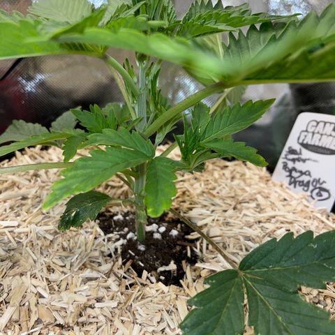Papaya Dragon Auto - by Killicz growlog timeline photo