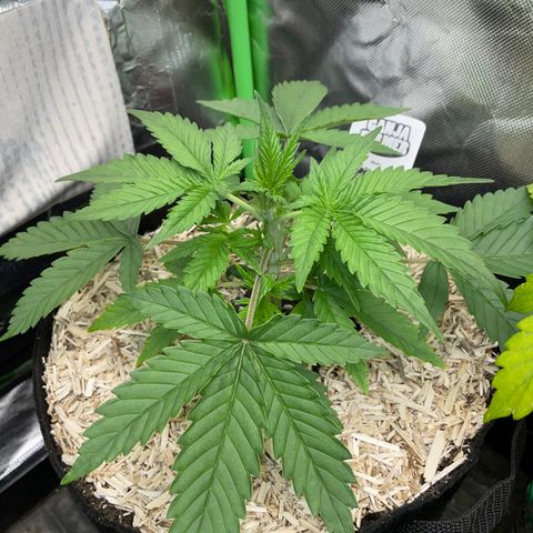 Ganja Runtz Auto - by Killicz growlog timeline photo