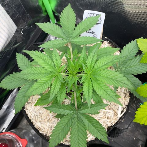 Ganja Runtz Auto - by Killicz growlog timeline photo