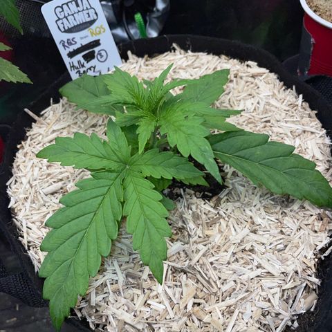HulkBerry Automatic - by Killicz growlog timeline photo
