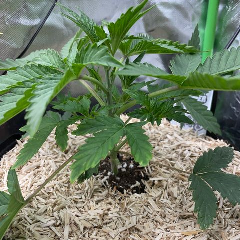 Papaya Dragon Auto - by Killicz growlog timeline photo