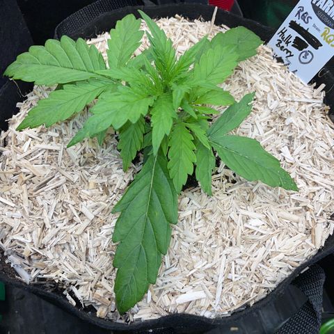 HulkBerry Automatic - by Killicz growlog timeline photo