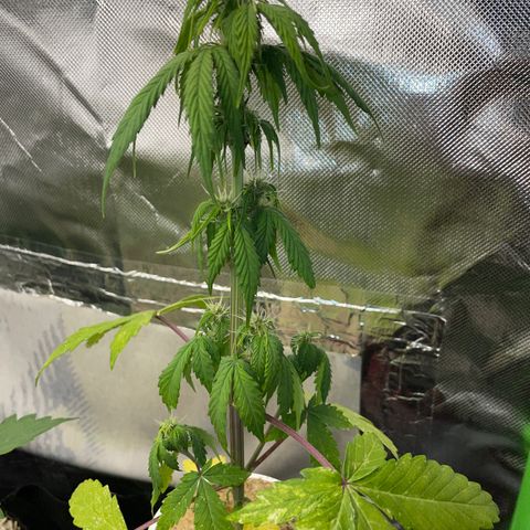 Mimosa Auto - Solo Cup Test 4 - by Killicz growlog timeline photo