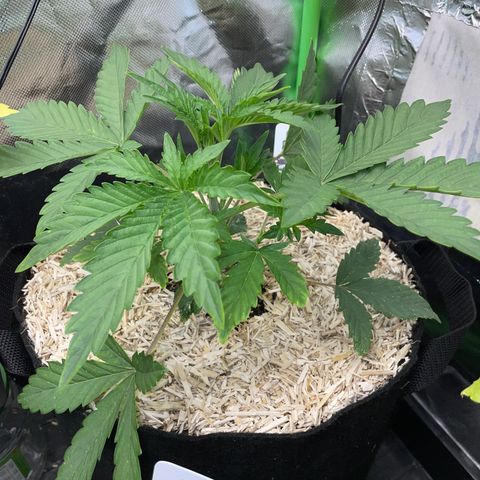 Papaya Dragon Auto - by Killicz growlog timeline photo