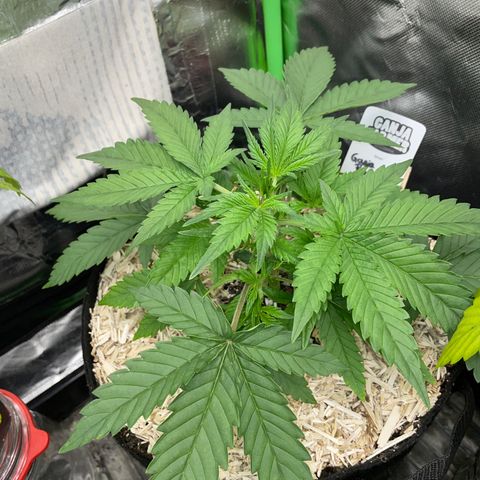 Ganja Runtz Auto - by Killicz growlog timeline photo