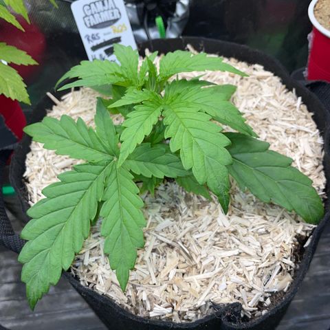 HulkBerry Automatic - by Killicz growlog timeline photo
