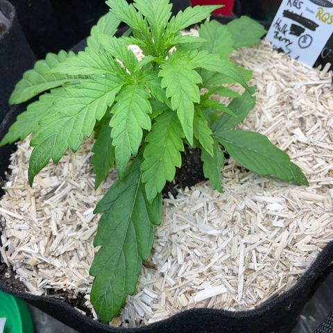 HulkBerry Automatic - by Killicz growlog timeline photo
