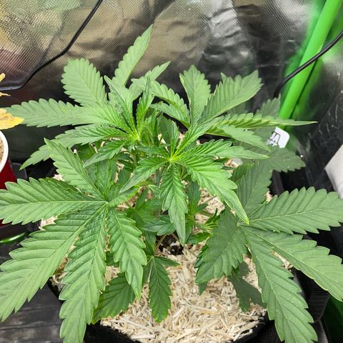 Papaya Dragon Auto - by Killicz growlog timeline photo