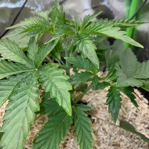 Papaya Dragon Auto - by Killicz growlog timeline photo