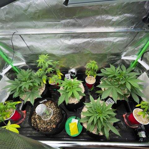 Papaya Dragon Auto - by Killicz growlog timeline photo