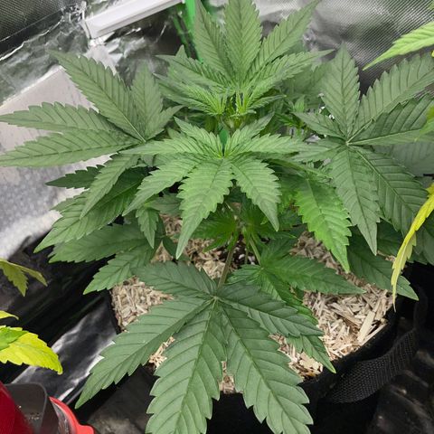 Ganja Runtz Auto - by Killicz growlog timeline photo
