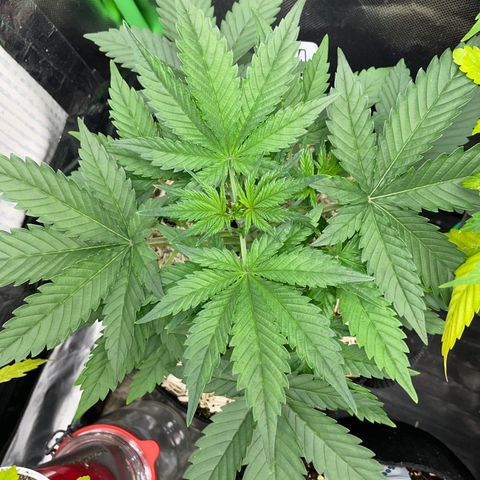 Ganja Runtz Auto - by Killicz growlog timeline photo