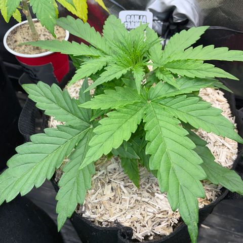 HulkBerry Automatic - by Killicz growlog timeline photo