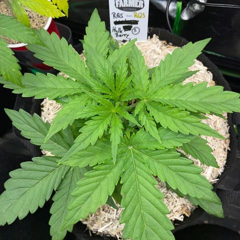 HulkBerry Automatic - by Killicz growlog timeline photo