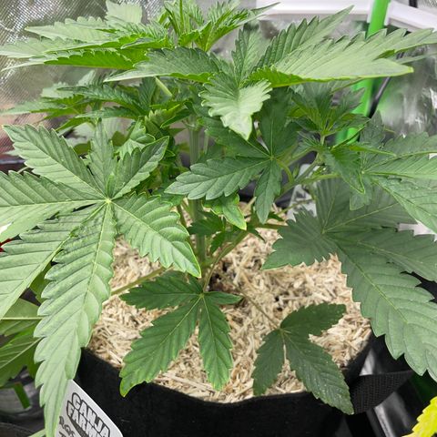 Papaya Dragon Auto - by Killicz growlog timeline photo