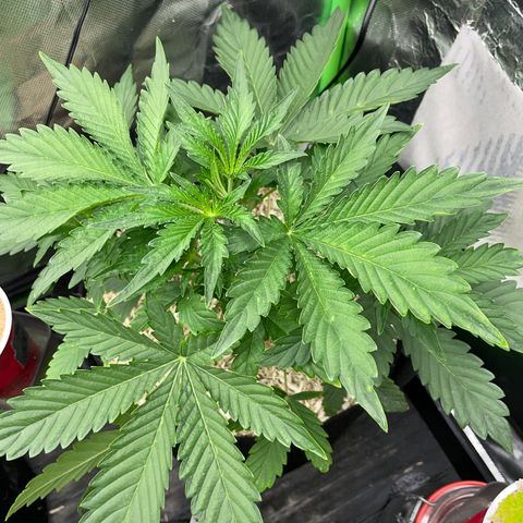Papaya Dragon Auto - by Killicz growlog timeline photo