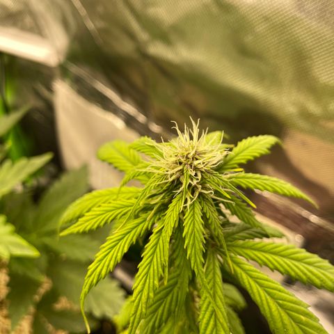 Mimosa Auto - Solo Cup Test 4 - by Killicz growlog timeline photo