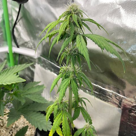 Mimosa Auto - Solo Cup Test 4 - by Killicz growlog timeline photo