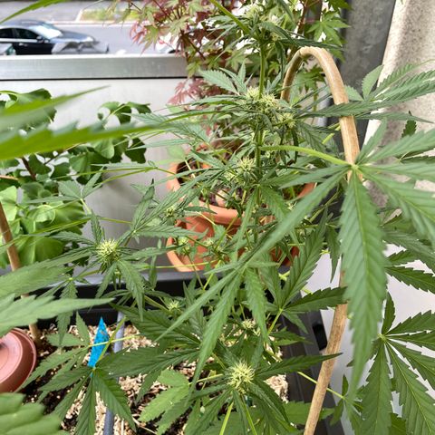 Ganja Runtz Auto - by KilliczGe  growlog timeline photo