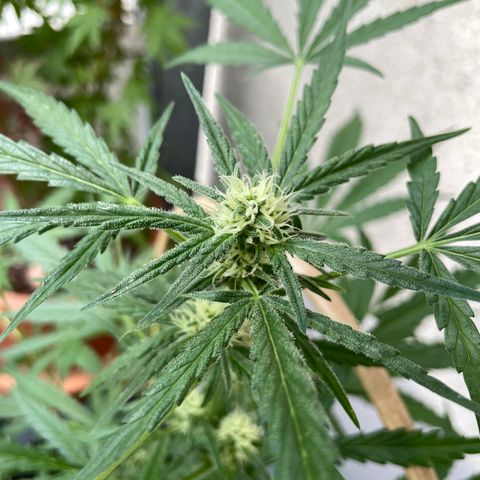 Ganja Runtz Auto - by KilliczGe  growlog timeline photo