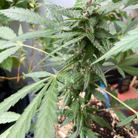 Purple Cookies XL Auto - by KilliczGe  growlog timeline photo