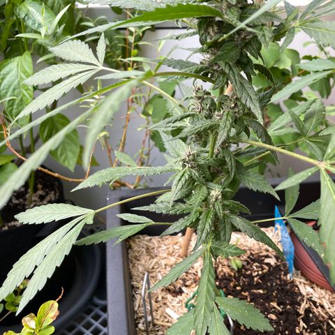 Purple Cookies XL Auto - by KilliczGe  growlog timeline photo