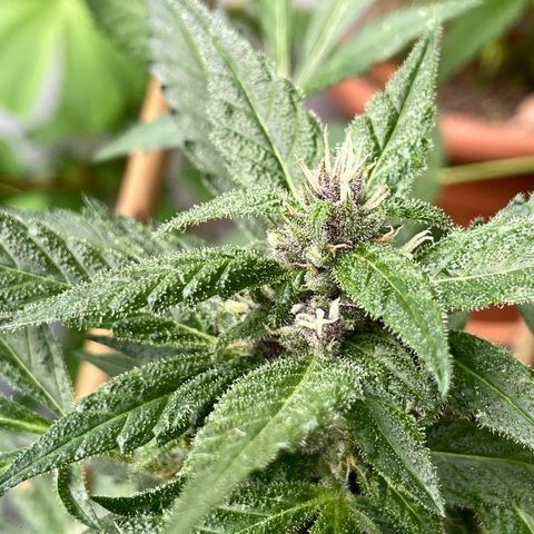 Purple Cookies XL Auto - by KilliczGe  growlog timeline photo