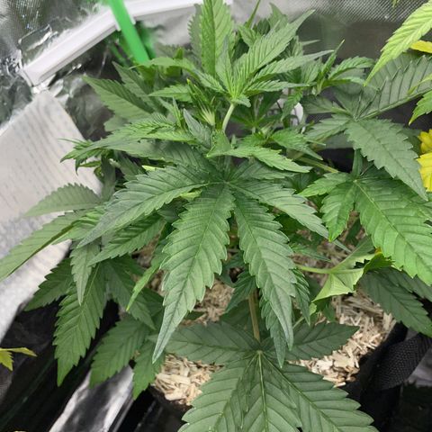 Ganja Runtz Auto - by Killicz growlog timeline photo