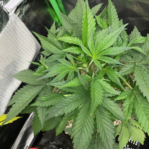 Ganja Runtz Auto - by Killicz growlog timeline photo