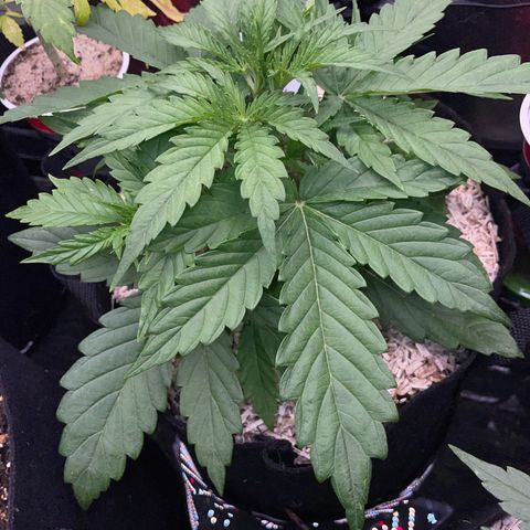 HulkBerry Automatic - by Killicz growlog timeline photo