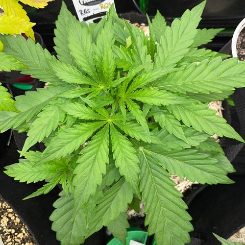 HulkBerry Automatic - by Killicz growlog timeline photo