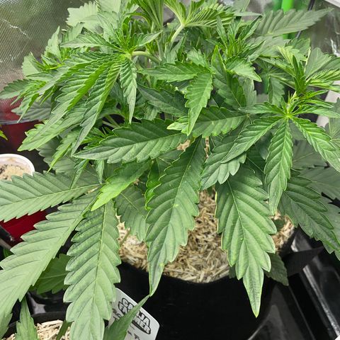 Papaya Dragon Auto - by Killicz growlog timeline photo