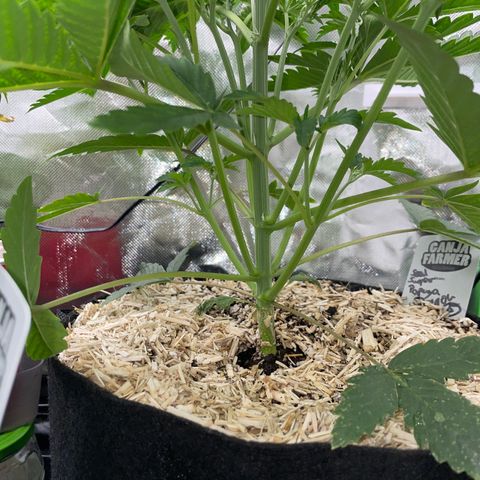 Papaya Dragon Auto - by Killicz growlog timeline photo