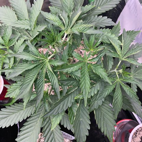 Papaya Dragon Auto - by Killicz growlog timeline photo